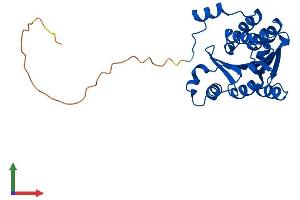 AlphaFold protein structure predicition of Human Recombinant COMTD1 Protein, UniprotID Q86VU5