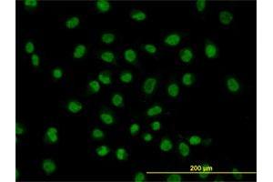 Immunofluorescence of monoclonal antibody to FUSIP1 on HeLa cell. (SRSF10 antibody  (AA 1-100))