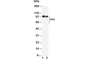 Western blot testing of MAG antibody and Lane 1:  rat brain;  2: mouse brain. (MAG antibody  (AA 114-132))