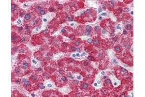 Immunohistochemistry (IHC) image for anti-Monoamine Oxidase B (MAOB) (N-Term) antibody (ABIN2781314) (Monoamine Oxidase B antibody  (N-Term))
