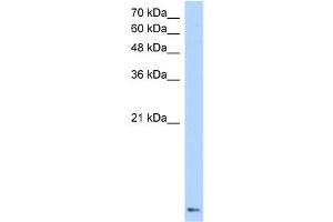 ZNF706 antibody  (N-Term)