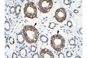 RFP2 antibody was used for immunohistochemistry at a concentration of 4-8 ug/ml to stain Epithelial cells of collecting tubule (arrows] in Human Kidney. (TRIM13 antibody  (Middle Region))