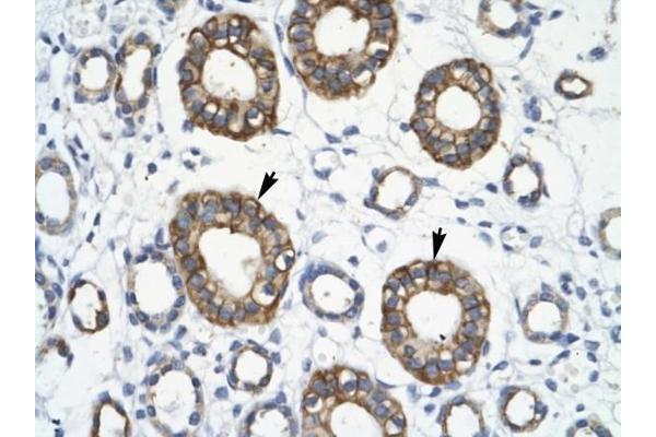 TRIM13 antibody  (Middle Region)