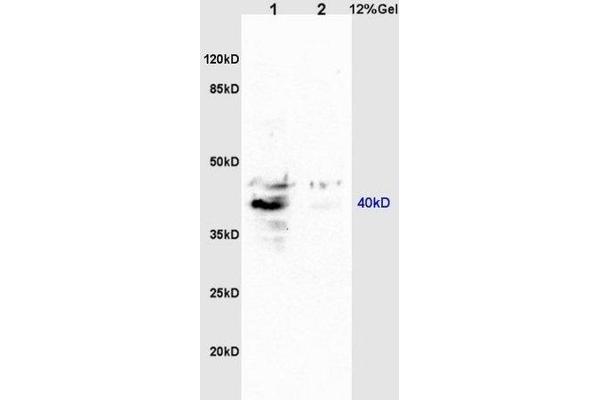 GPR15 antibody  (AA 51-150)