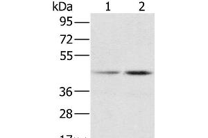 Western Blot analysis of Hela and K562 cell using hnRNP G Polyclonal Antibody at dilution of 1:800 (RBMX antibody)
