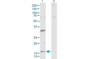 Western Blot analysis of NMU expression in transfected 293T cell line by NMU MaxPab polyclonal antibody. (Neuromedin U antibody  (AA 1-174))