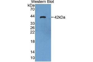 Detection of Recombinant TUBa3C, Human using Polyclonal Antibody to Tubulin Alpha 3C (TUBa3C)