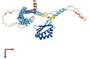 N-terminal EF-Hand Calcium Binding Protein 2 (NECAB2) (AA 1-389) protein (His tag)