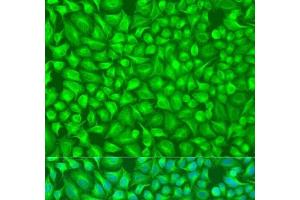 Immunofluorescence analysis of U2OS cells using GFM1 Polyclonal Antibody at dilution of 1:100. (GFM1 antibody)