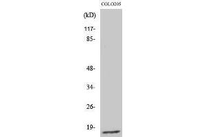 Western Blotting (WB) image for anti-Ribosomal Protein L27a (RPL27A) (C-Term) antibody (ABIN3180297) (RPL27A antibody  (C-Term))