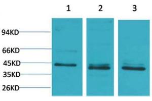 Western Blot (WB) analysis of 1) 293T, 2)HeLa, 3) 3T3 with c-Jun Rabbit Polyclonal Antibody diluted at 1:2000. (C-JUN antibody)