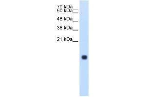 Cystatin S antibody used at 1. (CST4 antibody  (N-Term))