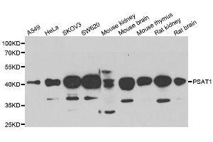 Western blot analysis of extracts of various cell lines, using PSAT1 antibody. (PSAT1 antibody  (AA 1-370))