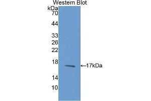 Western Blotting (WB) image for anti-Microseminoprotein, beta (MSMB) (AA 19-114) antibody (ABIN1175773) (MSMB antibody  (AA 19-114))
