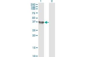 Western Blot analysis of GYG1 expression in transfected 293T cell line by GYG1 monoclonal antibody (M07), clone 3B5. (Glycogenin 1 antibody  (AA 1-73))