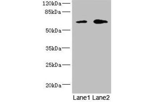 REC8 antibody  (AA 1-270)