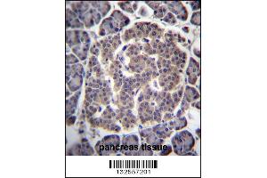 UGCGL1 Antibody immunohistochemistry analysis in formalin fixed and paraffin embedded human pancreas tissue followed by peroxidase conjugation of the secondary antibody and DAB staining.