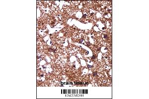 Immunohistochemistry (IHC) image for anti-Hyperpolarization Activated Cyclic Nucleotide-Gated Potassium Channel 1 (HCN1) (AA 860-889), (C-Term) antibody (ABIN5533072)