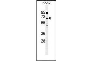 Western blot analysis of LRRC63 Antibody (C-term) in K562 cell line lysates (35ug/lane). (LRRC63 antibody  (C-Term))