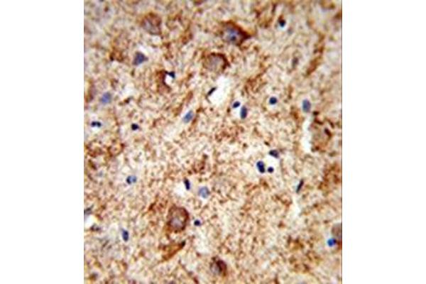Nociceptin antibody  (Middle Region)