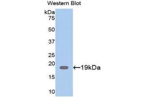 Western Blotting (WB) image for anti-Chloride Intracellular Channel 4 (CLIC4) (AA 104-253) antibody (ABIN1077930)