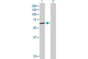 Western Blot analysis of GMCL1L expression in transfected 293T cell line by GMCL1L MaxPab polyclonal antibody. (GMCL1L antibody  (AA 1-526))