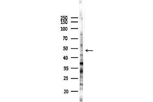 Western blot analysis of lysates from F10-LUC cells(heat-shock 45 min treatment), using Phospho-RUNX1 / AML1 (Ser435) Antibody at 1/1000 dilution.