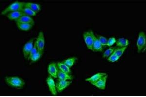 Immunofluorescent analysis of HepG2 cells using ABIN7146232 at dilution of 1:100 and Alexa Fluor 488-congugated AffiniPure Goat Anti-Rabbit IgG(H+L) (Cadherin 5 antibody  (AA 349-569))