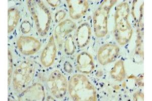 FUT6 antibody  (AA 170-359)