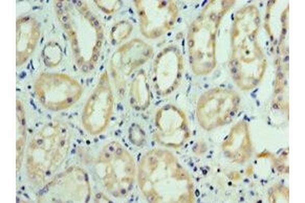 FUT6 antibody  (AA 170-359)