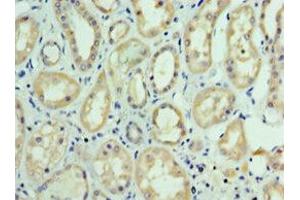 Immunohistochemistry of paraffin-embedded human kidney tissue using ABIN7143737 at dilution of 1:100