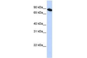 Image no. 1 for anti-Zinc Finger Protein 780A (ZNF780A) (AA 72-121) antibody (ABIN6741081) (ZNF780A antibody  (AA 72-121))