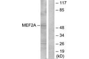 Western blot analysis of extracts from NIH-3T3 cells, treated with PMA, using MEF2A (Ab-312) Antibody. (MEF2A antibody  (AA 279-328))