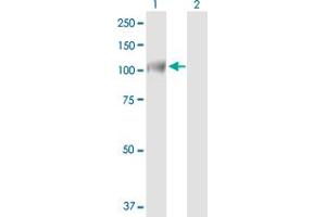 INTS7 antibody  (AA 1-962)