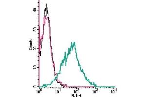 Cell surface detection of EAAT1 by indirect flow cytometry in live intact human MEG-01 megakaryocytic leukemia cells:  (black line) Cells. (SLC1A3 antibody  (Extracellular))