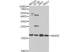 Western blot analysis of extracts of various cell lines, using NAA50 antibody. (NAA50 antibody)