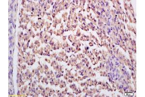 Formalin-fixed and paraffin embedded mouse embryo labeled with Rabbit Anti GDPD2/GDE3 Polyclonal Antibody, Unconjugated (ABIN1386980) at 1:200 followed by conjugation to the secondary antibody and DAB staining (GDPD2 antibody  (AA 210-255))