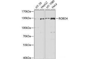 Western blot analysis of extracts of various cell lines using ROBO4 Polyclonal Antibody at dilution of 1:1000. (ROBO4 antibody)