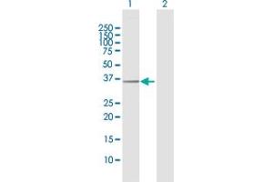 Western Blot analysis of EXTL2 expression in transfected 293T cell line by EXTL2 MaxPab polyclonal antibody. (EXTL2 antibody  (AA 1-330))