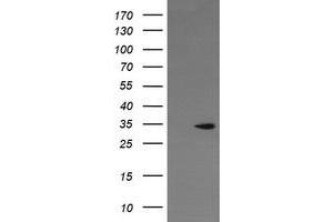 Image no. 2 for anti-Leucine-Rich Repeat-Containing G Protein-Coupled Receptor 6 (LGR6) (AA 25-250) antibody (ABIN1491277)