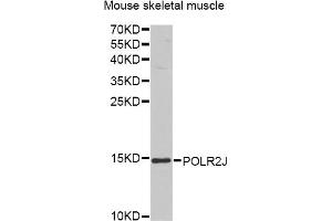 Western blot analysis of extracts of mouse skeletal muscle, using POLR2J antibody.
