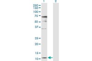Western Blot analysis of ZNRD1 expression in transfected 293T cell line by ZNRD1 MaxPab polyclonal antibody.
