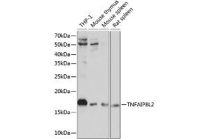 Western blot analysis of extracts of various cell lines, using TNFL2 Polyclonal Antibody (ABIN6133093, ABIN6149298, ABIN6149299 and ABIN6217788) at 1:1000 dilution. (TNFAIP8L2 antibody  (AA 1-184))