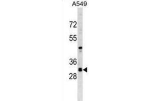 Western Blotting (WB) image for anti-Ras Association (RalGDS/AF-6) Domain Family Member 3 (RASSF3) antibody (ABIN2999748)