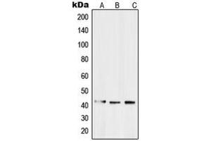 Western blot analysis of EDG3 expression in SW480 (A), Caco2 (B), HepG2 (C) whole cell lysates. (S1PR3 antibody  (N-Term))