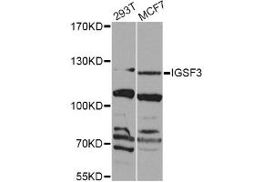 Western blot analysis of extracts of various cell lines, using IGSF3 Antibody (ABIN5975786) at 1/1000 dilution. (IGSF3 antibody)