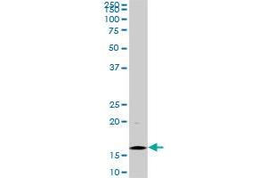Western Blotting (WB) image for anti-Histone Cluster 1, H3d (HIST1H3D) (AA 1-61) antibody (ABIN1498666) (HIST1H3D antibody  (AA 1-61))