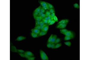Immunofluorescence staining of HepG2 cells with ABIN7146933 at 1:200, counter-stained with DAPI. (Caspase 1 antibody  (AA 220-415))
