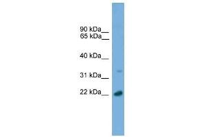 AP3S1 antibody used at 0. (AP3S1 antibody  (C-Term))