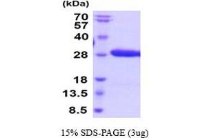 SDS-PAGE (SDS) image for Ephrin B3 (EFNB3) (AA 28-226) protein (His tag) (ABIN5854779)